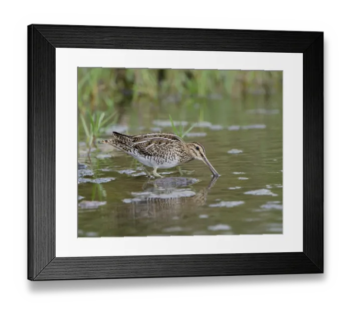 Framed Print : Common snipe (Gallinago gallinago) Framed Print : Common snipe (Gallinago gallinago)