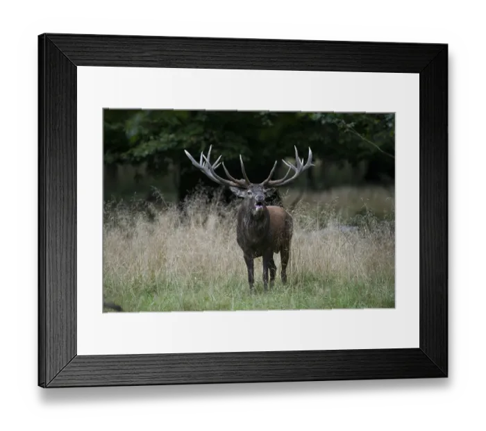 Framed Print : Red deer (Cervus elaphus), stag