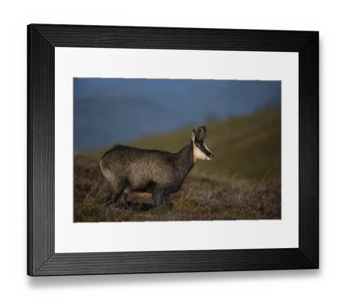 Framed Print : Chamois (Rupicapra rupicapra), Hohneck Framed Print : Chamois (Rupicapra rupicapra), Hohneck
