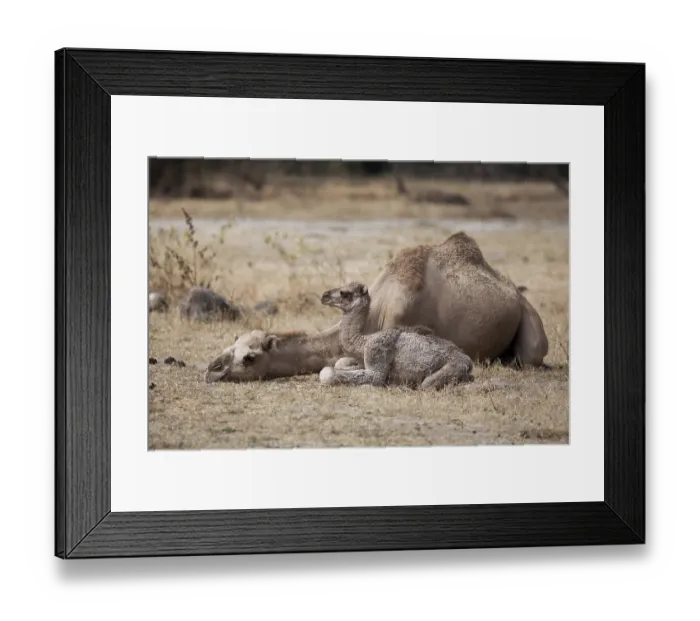 Framed Print : Dromedary (Camelus dromedarius) with young Framed Print : Dromedary (Camelus dromedarius) with young