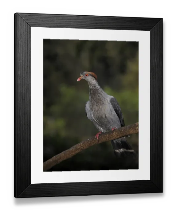 Framed Print : Nicobar Pigeon (Caloenas nicobarica)