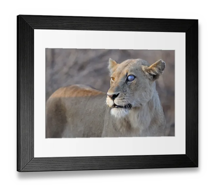 Framed Print : Lioness (Panthera leo), female Framed Print : Lioness (Panthera leo), female