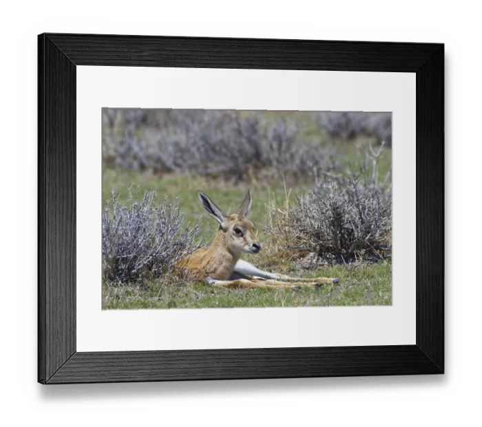 Framed Print : Young springbok (Antidorcas marsupialis) lying in the dry grass