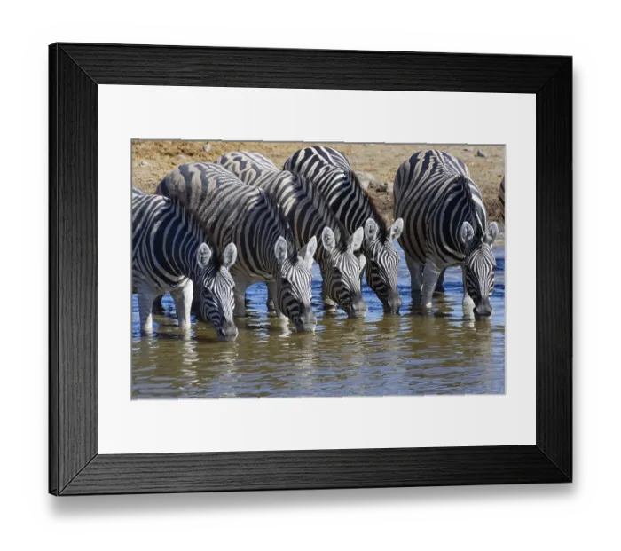Framed Print : Burchells zebras (Equus quagga burchellii)
