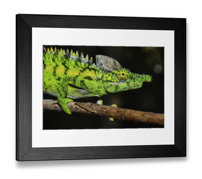 Framed Print : Antimena chameleon (Furcifer antimena)