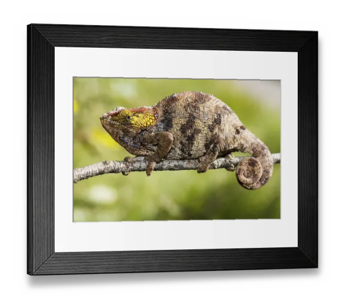 Framed Print : Short-horn chameleon (Calumma crypticum) Framed Print : Short-horn chameleon (Calumma crypticum)