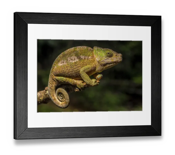Framed Print : Globifer chameleon (Calumma chunkier)