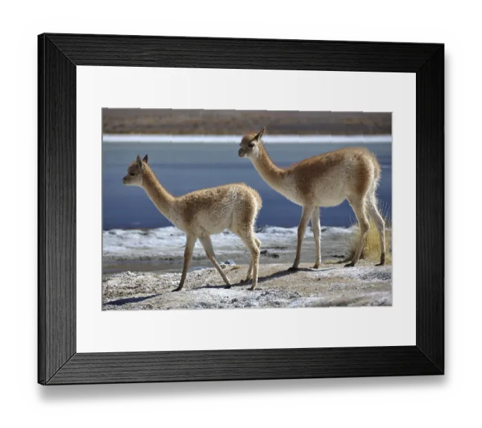 Framed Print : Vicunas, vicugnas (Vicugna vicugna) on a lagoon Framed Print : Vicunas, vicugnas (Vicugna vicugna) on a lagoon