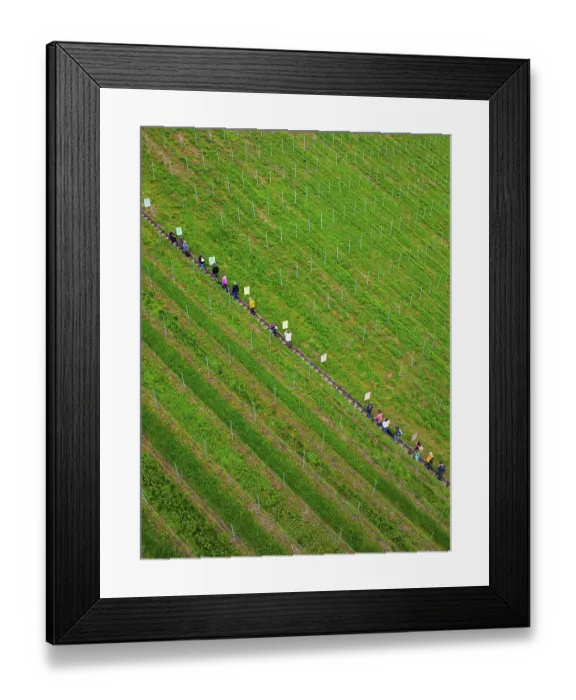 Framed Print : A queue of people walks along a well-tended vineyard Framed Print : A queue of people walks along a well-tended vineyard
