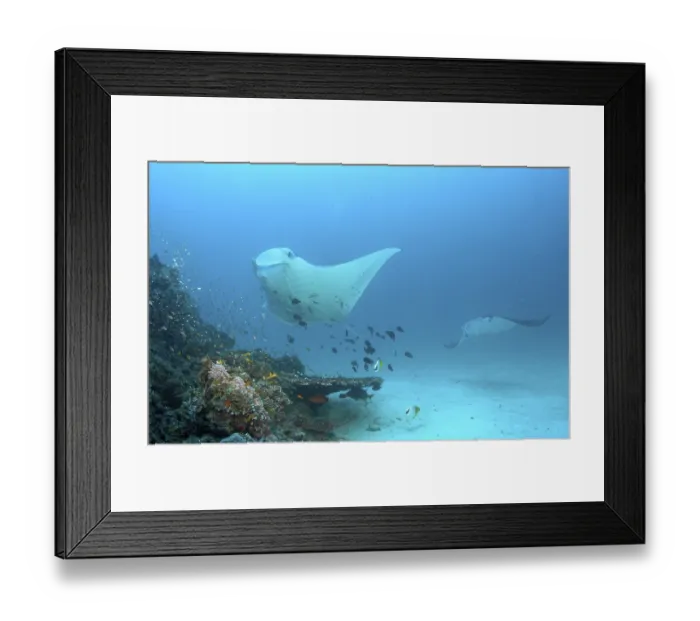 Framed Print : Manta Ray (Manta birostris), Maledives