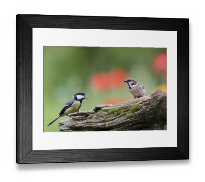 Framed Print : Great tit (Parus major) and Eurasian tree sparrow (Passer montanus) Lower Saxony Framed Print : Great tit (Parus major) and Eurasian tree sparrow (Passer montanus) Lower Saxony