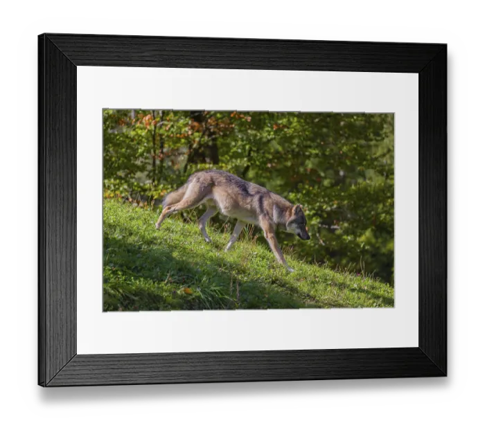 Framed Print : A eurasian gray wolves (Canis lupus lupus) runs across a meadow on a hill