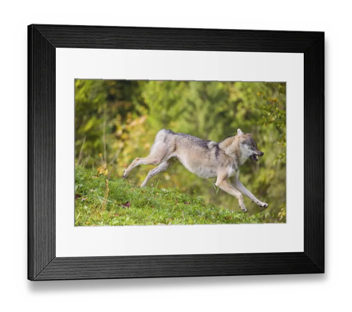 Framed Print : A eurasian gray wolf (Canis lupus lupus) runs across a meadow down a hill