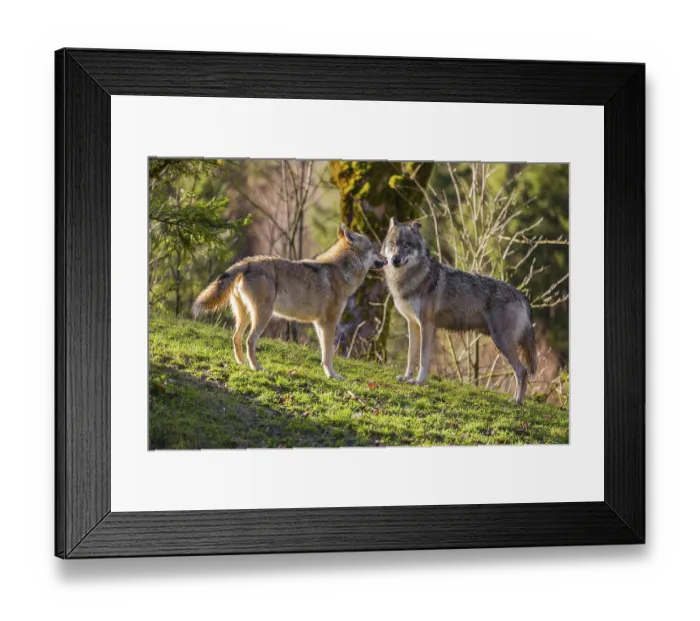 Framed Print : Two Eurasian gray wolves (Canis lupus lupus) meet on a meadow