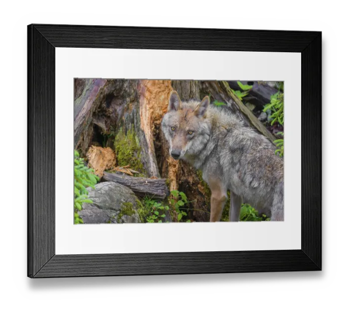 Framed Print : A female Eurasian Grey Wolf (Canis lupus lupus) is digging for something in a rotting tree stump