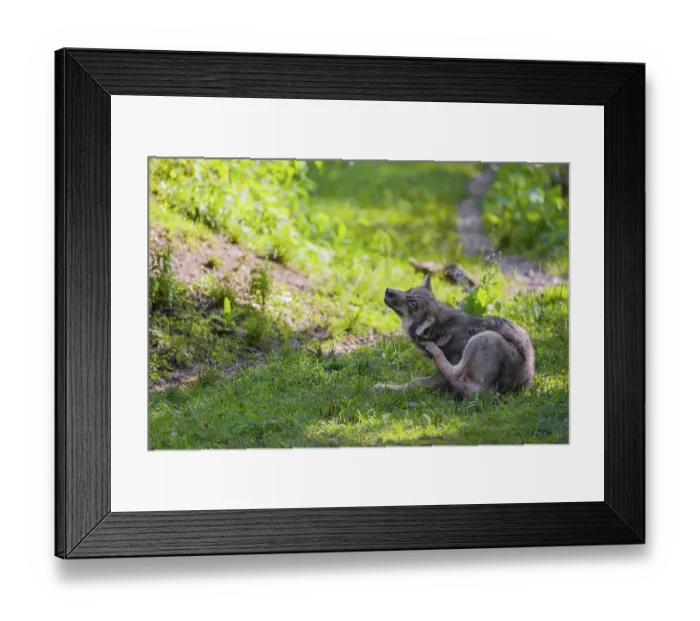 Framed Print : A gray wolf pup (Canis lupus lupus) sits on a green meadow and scratches himself with his hindleg Framed Print : A gray wolf pup (Canis lupus lupus) sits on a green meadow and scratches himself with his hindleg