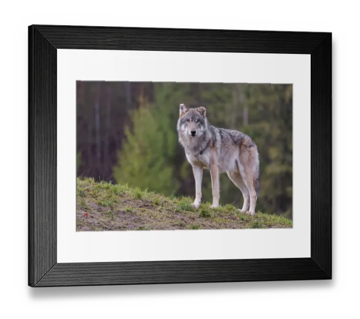 Framed Print : An adult male grey wolf (Canis lupus lupus) stands on a sloping meadow on a hill and observes the surroundings Framed Print : An adult male grey wolf (Canis lupus lupus) stands on a sloping meadow on a hill and observes the surroundings