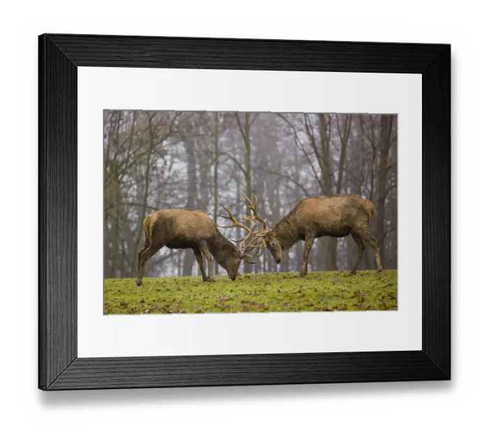 Framed Print : Two red deer (Cervus elaphus) stand in a meadow on a foggy day and playfully fight outside the rutting season