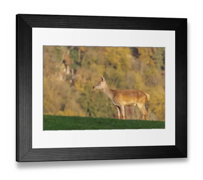 Framed Print : A red deer hind (Cervus elaphus) urinates on a meadow in the beautiful morning light