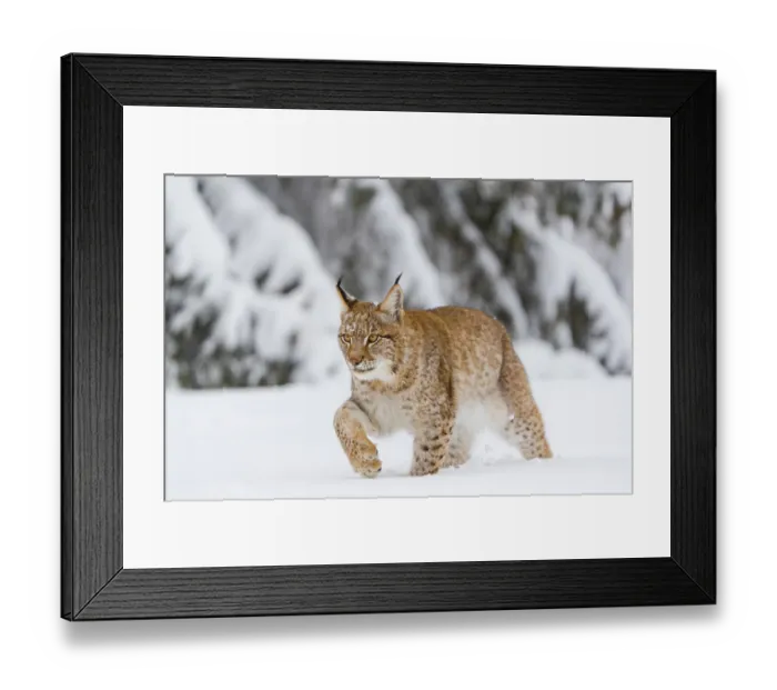 Framed Print : One young male Eurasian lynx, (Lynx lynx)