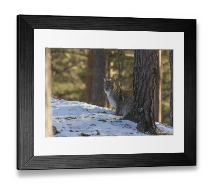 Framed Print : One young male Eurasian lynx, (Lynx lynx)