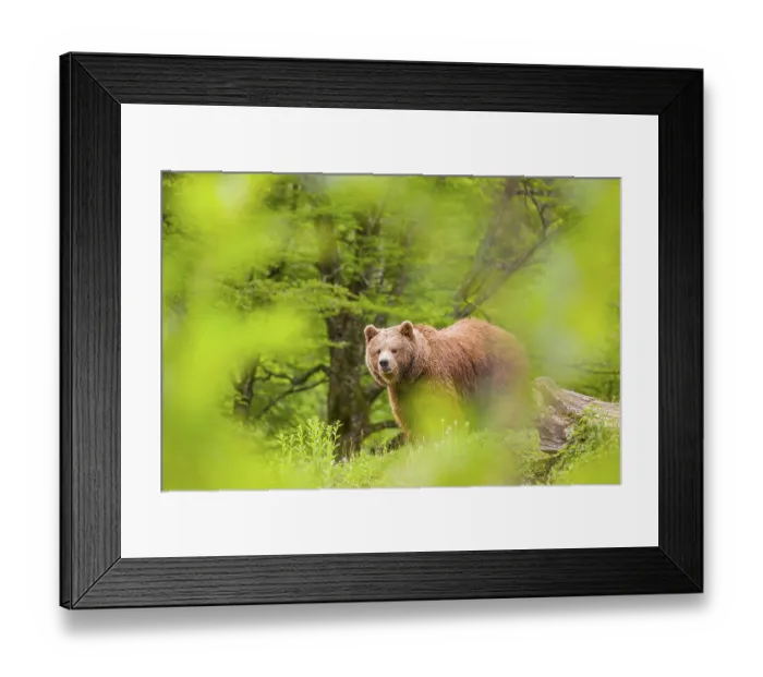 Framed Print : An adult female (Ursus arctos arctos) stands on a hilltop behind a rotting tree