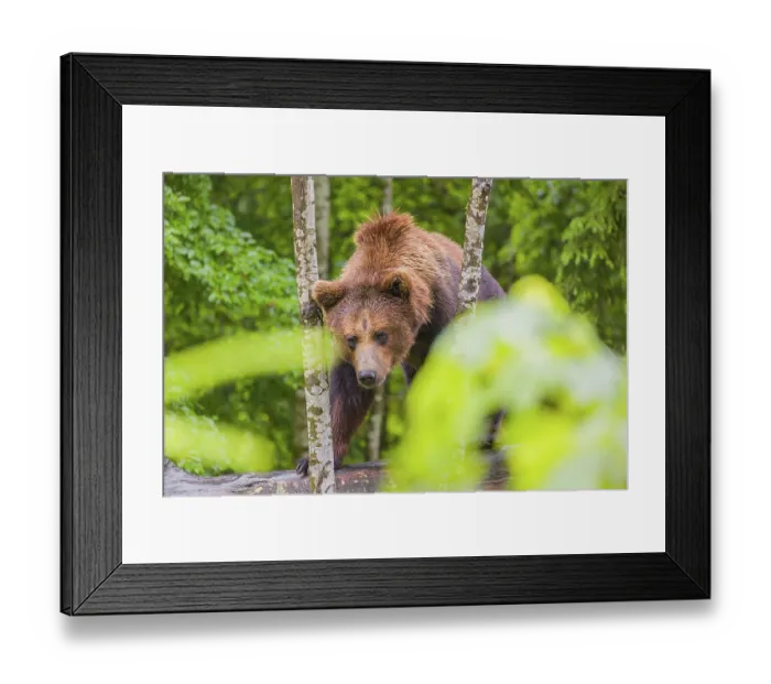 Framed Print : A young male Eurasian brown bear (Ursus arctos arctos) leaves a forest