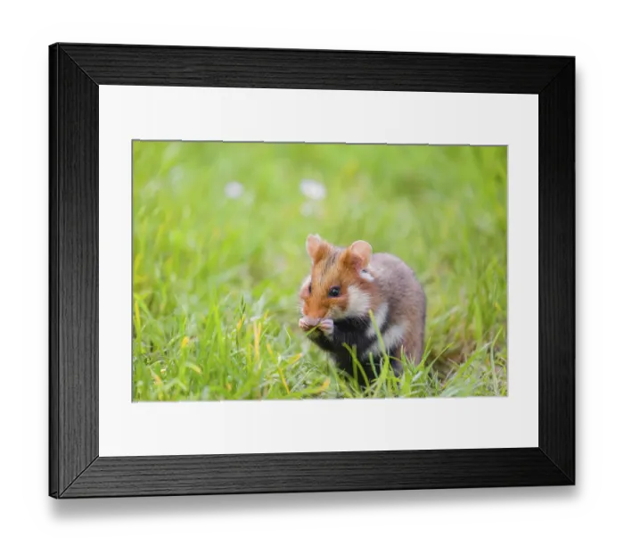 Framed Print : A European hamster (Cricetus cricetus)