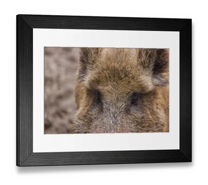 Framed Print : Portrait of a wild boar or wild pig (Sus scrofa)