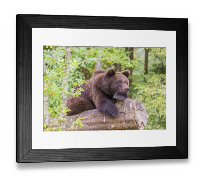 Framed Print : A young male Eurasian brown bear (Ursus arctos arctos) rests on a rotting log lying on the ground Framed Print : A young male Eurasian brown bear (Ursus arctos arctos) rests on a rotting log lying on the ground