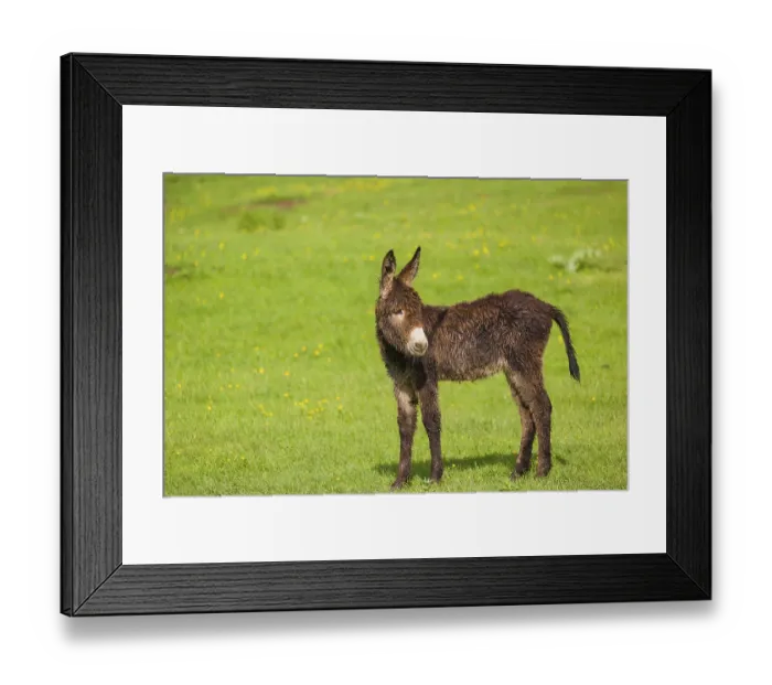 Framed Print : A mixed breed donkey foal stands in a meadow and stretches itself Framed Print : A mixed breed donkey foal stands in a meadow and stretches itself
