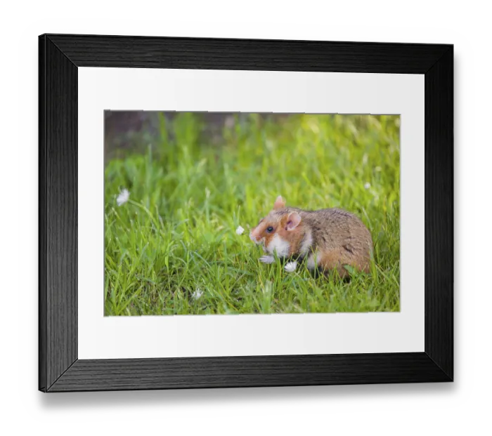 Framed Print : A European hamster (Cricetus cricetus)