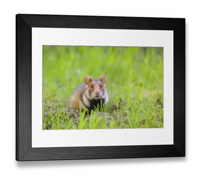 Framed Print : A European hamster (Cricetus cricetus)