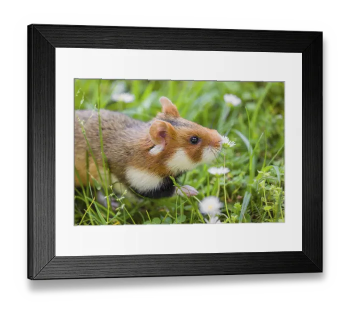 Framed Print : A European hamster (Cricetus cricetus)