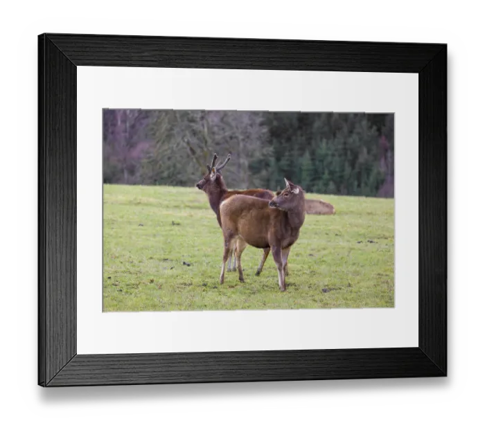 Framed Print : A female sambar deer and a stag (Rusa unicolor) stand in a meadow