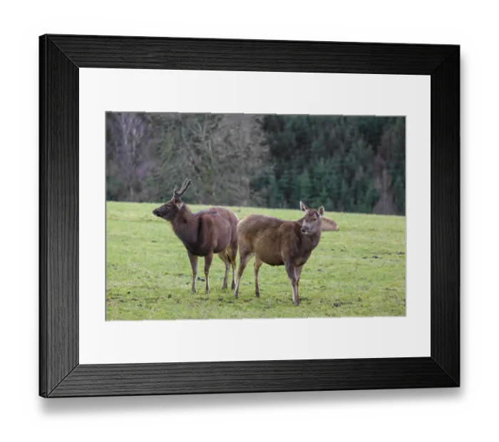 Framed Print : A female sambar deer and a stag (Rusa unicolor) stand in a meadow Framed Print : A female sambar deer and a stag (Rusa unicolor) stand in a meadow