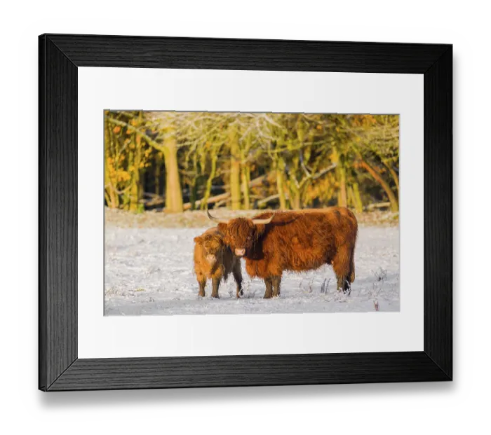 Framed Print : A highland cow (Bos primigenius taurus) and her calf stand at the edge of a forest on a snow-covered pasture Framed Print : A highland cow (Bos primigenius taurus) and her calf stand at the edge of a forest on a snow-covered pasture