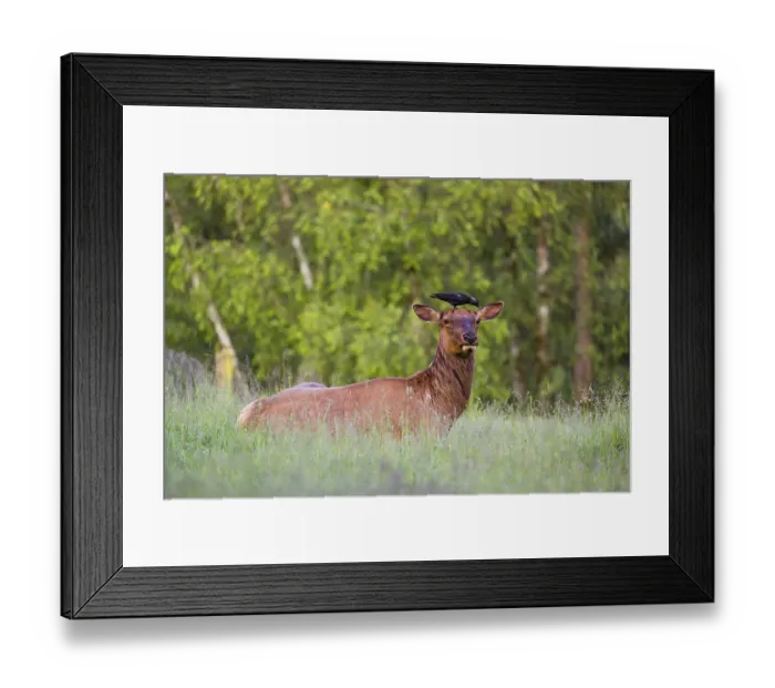 Framed Print : A female wapiti (Cervus canadensis) rests in a green meadow in the early morning