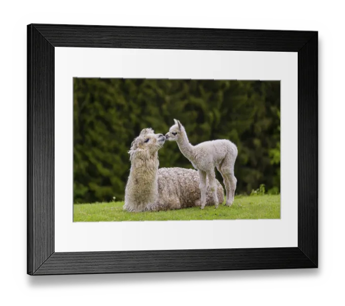 Framed Print : One white female Alpaca (Vicugna pacos) lies a on a fresh green meadow