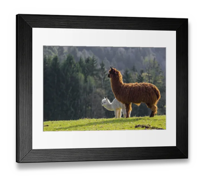 Framed Print : A brown female Alpaca (Vicugna pacos) and its white young stand on a green meadow