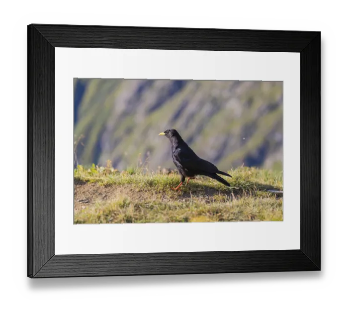 Framed Print : One young Alpine chough or yellow-billed chough (Pyrrhocorax graculus)