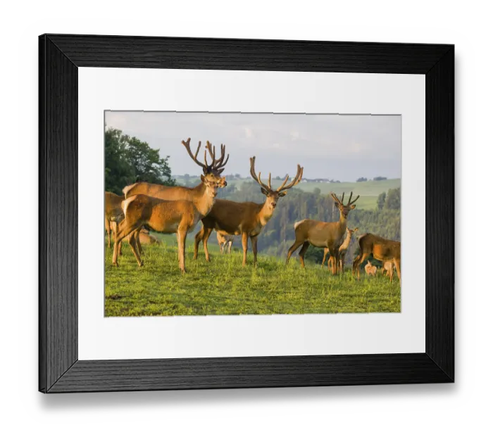 Framed Print : Three Altai maral stags Framed Print : Three Altai maral stags