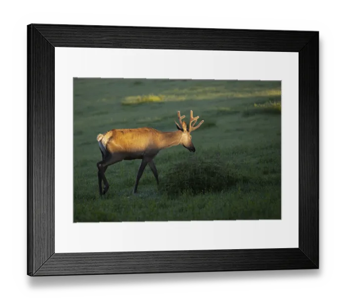 Framed Print : One Altai maral stag