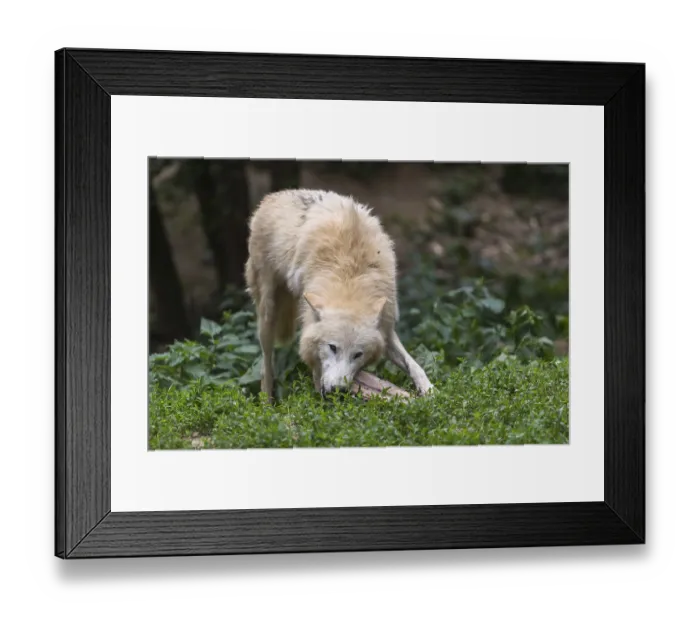 Framed Print : One Arctic wolf (Canis lupus arctos) chewing on a bone