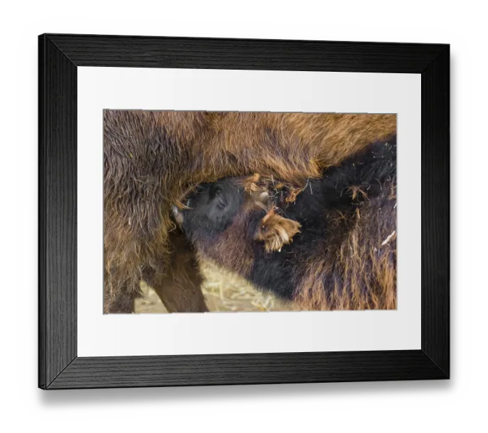 Framed Print : A female aurochs or urus or ure (Bos primigenius)