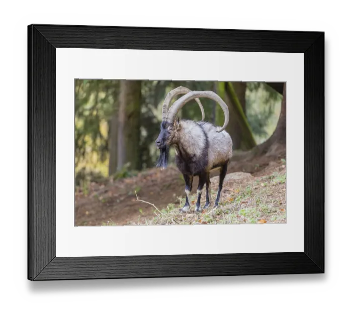 Framed Print : One male bezoar ibex (Capra aegagrus aegagrus) stands at a forest edge on hilly ground Framed Print : One male bezoar ibex (Capra aegagrus aegagrus) stands at a forest edge on hilly ground
