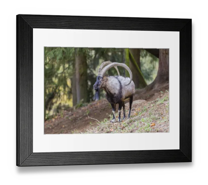 Framed Print : One male bezoar ibex (Capra aegagrus aegagrus) stands at a forest edge on hilly ground Framed Print : One male bezoar ibex (Capra aegagrus aegagrus) stands at a forest edge on hilly ground