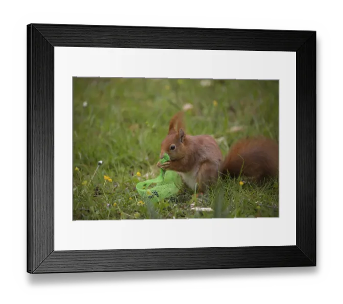 Framed Print : One Red squirrel or Eurasian red squirrel (Sciurus vulgaris) feeding on bird food in a plastic net Framed Print : One Red squirrel or Eurasian red squirrel (Sciurus vulgaris) feeding on bird food in a plastic net