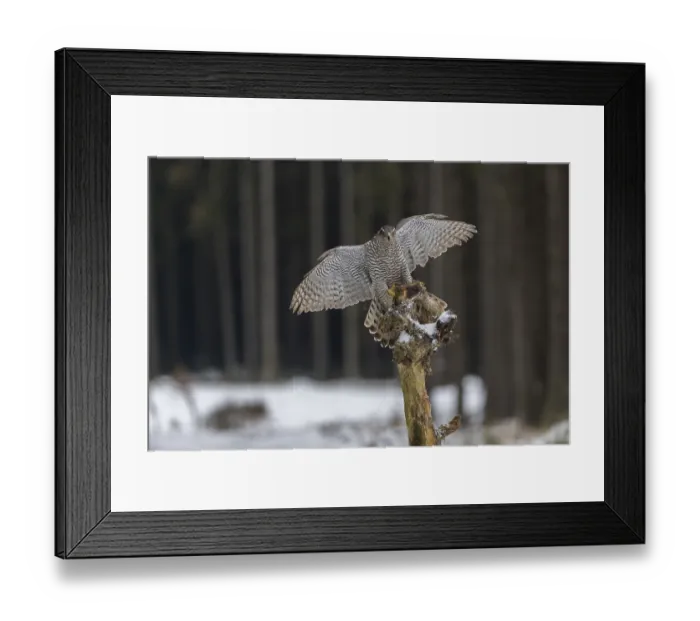 Framed Print : Northern goshawk, Accipiter gentilis Framed Print : Northern goshawk, Accipiter gentilis
