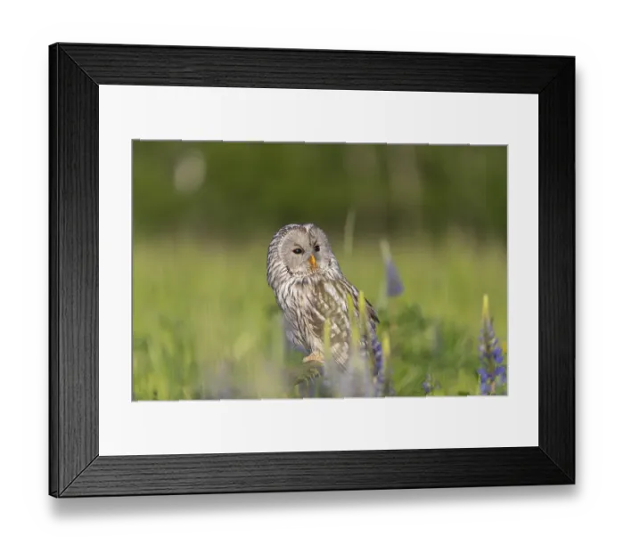 Framed Print : One Ural owl (Strix uralensis) sitting on a branch lying in a field of flowering lupines in late evening light Framed Print : One Ural owl (Strix uralensis) sitting on a branch lying in a field of flowering lupines in late evening light